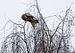 P1270762 Red Kite 1200mm Topaz 1024a