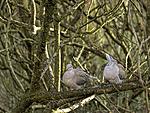P1280800 Collared Doves 70 300 x2TC Topaz 1024