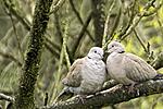 P1300974 Collared Doves 70 300 x2TC Topaz 1024.