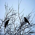 Crows