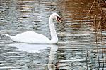 Swan