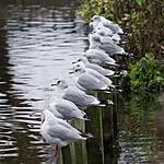 Gulls
