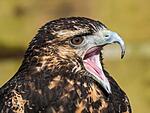 Taken at Gauntlet Bird of Prey Centre