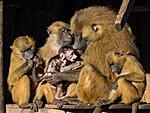 Baboon family at Yorkshire Wildlife Park
