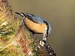 Nuthatch