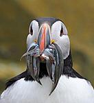 Fish face