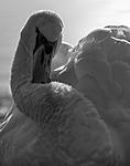 angry bird