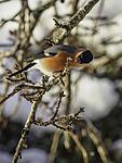 Male Bullfinch