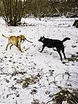 Murpy and Rosie playing in the snow