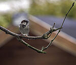 Male Sparrow 2
