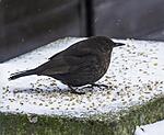 Female Blackbird