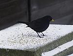 Male Blackbird