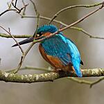 Em1 mk2 300 F4 with 1.4 EC