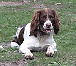 daisy - our springer spaniel