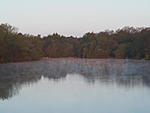 The resident swans normally nest at the W end of the reservoir near the L clump of reeds...