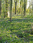The bluebells are out