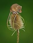 Taken on a workshop at the British Wildlife Centre