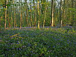 and the bluebells within.