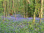 and a little more light on the bluebells in the plantation.