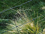 which left behind some dewy webs