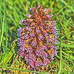 Butterbur plant found on canal bank. Kennet & Avon canal, Crofton, Wiltshire. Taken with the plastic fantastic Zuiko 40-150mm