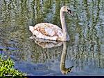 A juvenille swan. Kennet & Avon canal, Wiltshire